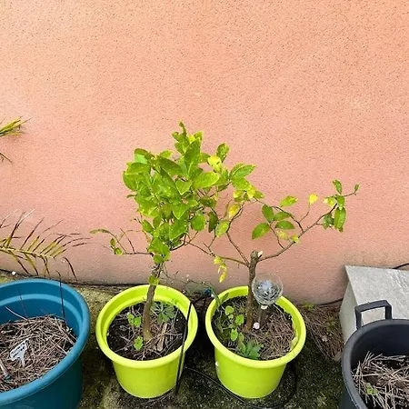 Moderne Mini Maison *